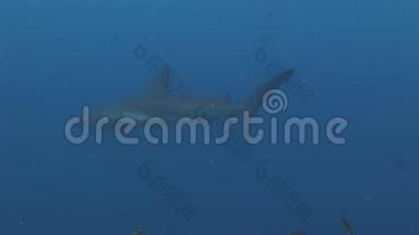 加拉帕戈斯鲨鱼惊人的捕食者水下寻找海底食物。