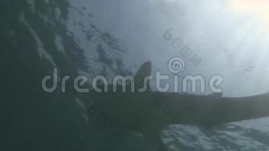 <strong>鲸鲨</strong>海在马尔代夫清澈碧水的背景下。