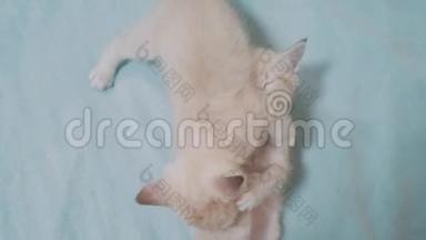 两只小白猫在床上玩打架的<strong>搞笑视频</strong>.. 白猫两只小猫睡觉咬人