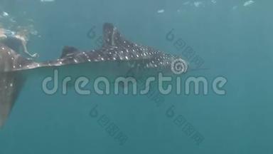 鲸鲨海在马尔代夫清澈碧水的背景下。