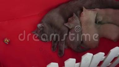 猫给她的新生小猫喂食，红色背景