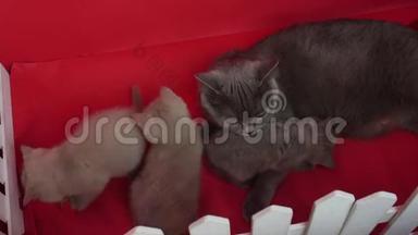猫给她的新生小猫喂食，红色背景
