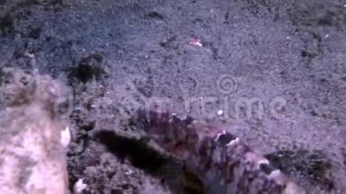 白海洋海底的鳗鱼撅着羊肉鱼百分位。