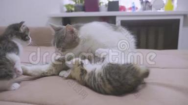 猫<strong>舔舔</strong>小猫的舌头慢动作视频.. 猫妈妈和小猫躺在沙发上。 猫和猫