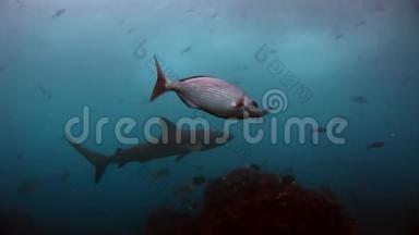 加拉帕戈斯鲨鱼惊人的捕食者水下寻找海底食物。