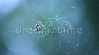 蜘蛛网宏镜头