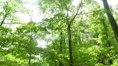 森林绿色自然阳光