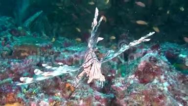 马尔代夫干净的海底水下海洋上的狮鱼蝎子鱼。