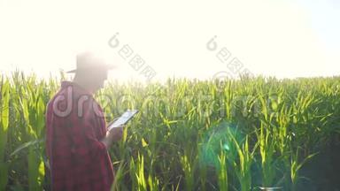 智慧农耕概念慢动作视频.. 农学家在玉米地里拿着平板电脑，正在研究