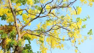 有着被称为金色<strong>花洒</strong>树的决明瘘管的风