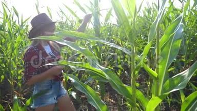 智慧<strong>农耕</strong>生活方式慢动作视频概念.. 女孩农学家在玉米地里拿着平板电脑。