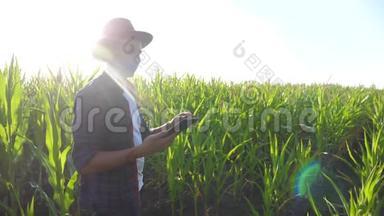 智慧农耕生活方式慢动作视频概念.. 农学家在玉米地里拿着平板电脑。
