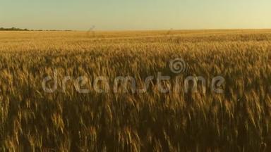 在蓝天的映衬下成熟的小麦。 小麦穗粒摇风.. 谷物收获成熟