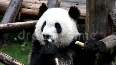可爱的熊<strong>猫</strong>幼崽正在吃竹子，中国