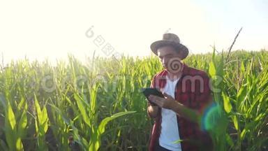 智慧农耕理念慢动作视频生活方式.. 农学家手拿平板电脑触摸板电脑在玉米地是