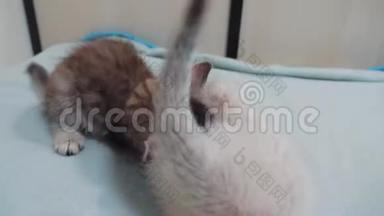 两只小白猫在床上玩打架的搞笑视频.. 白猫两只小猫睡觉咬人