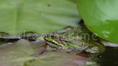 水中的绿色青蛙