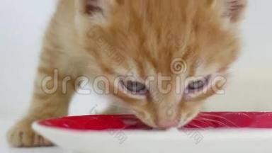小猫从宠物碟子里喝牛奶