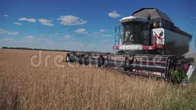 联合收割机收割小麦. 慢动作视频生活方式。 农业收获概念。 联合收割机