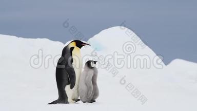 帝企鹅和小鸡在<strong>南极洲</strong>