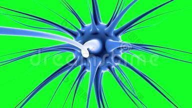 大脑冲动。 神经元系统。 人体解剖学。 传输脉冲和生成信息，绿色屏幕。