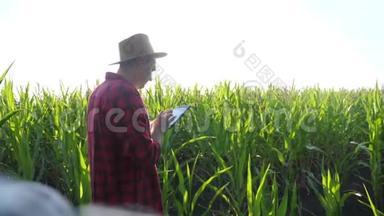 智慧农耕概念慢动作视频.. 男子农艺师手持平板电脑触摸板电脑在玉米地的生活方式是