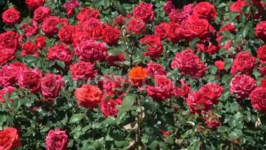 花园红玫瑰盛开
