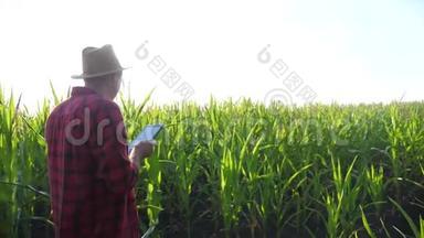 智慧农耕概念慢动作视频.. 农学家在玉米地里拿着平板电脑，生活方式是