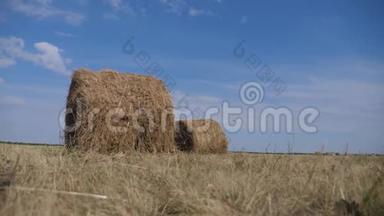 农业养殖概念慢动作视频.. 生活方式干草堆在美丽的蓝天下的麦田里