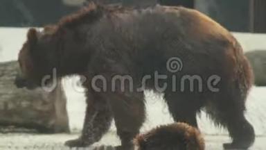 布朗熊正在布拉格动物园的内部游泳。
