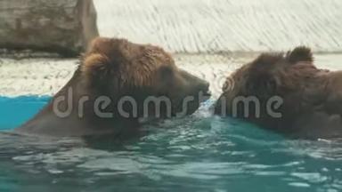 <strong>布朗熊</strong>正在布拉格动物园的内部游泳。