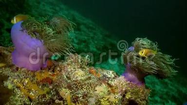 晚上海底的海葵和小丑鱼。