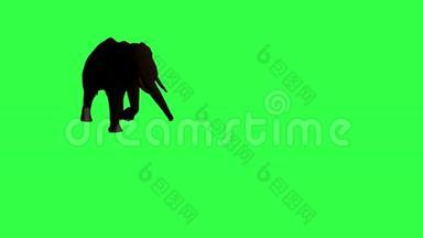 非洲大象在移动。 <strong>原装</strong>绿屏高清