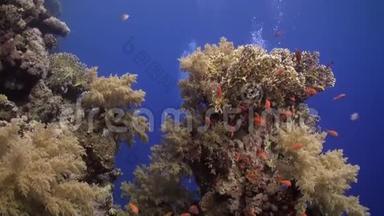 不同珊瑚<strong>背景</strong>下的<strong>鱼群</strong>红海。