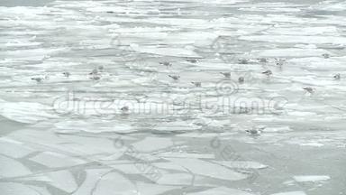 <strong>一群鸟</strong>站在结冰的河流的冰川上