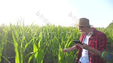 智慧生活方式农耕理念慢动作视频.. 农学家手拿平板电脑触摸板电脑在玉米地是