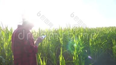 智慧农耕概念慢动作视频.. 农学家在玉米地里拿着平板电脑，正在研究