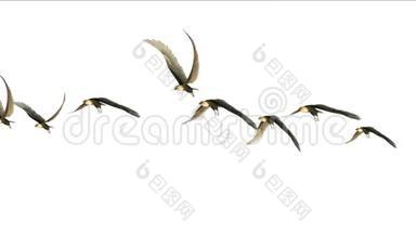 鸟群飞过来，候鸟动物鹰的背景。