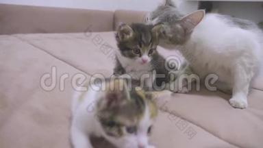 猫<strong>舔舔</strong>小猫的舌头慢动作视频.. 猫妈妈和小猫躺在沙发上。 猫和猫