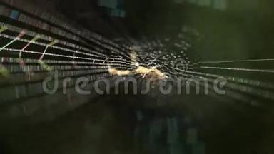 蜘蛛网的特写镜头