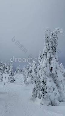 在克科诺斯的霜冻美好的一天，白雪覆盖的树木映衬着冬天的景色