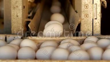 生产的鸡蛋、家禽、鸡蛋要经过传送带进一步分拣、特写、家禽