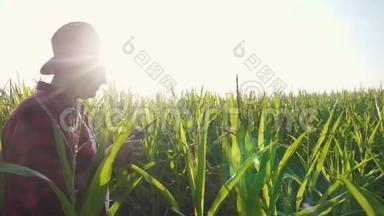 智慧<strong>农耕</strong>理念慢动作视频生活方式.. 农学家在玉米地里拿着平板电脑。