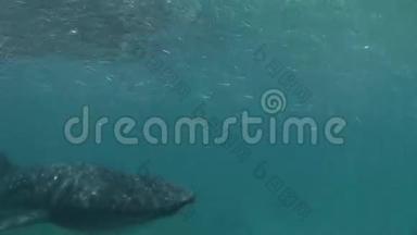 鲸鲨海水下寻找食物在海底马尔代夫。