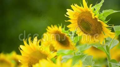 向日葵地-<strong>鲜艳</strong>的<strong>黄色</strong>花朵，美丽的夏季景观