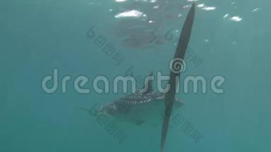 鲸鲨海在马尔代夫清澈碧水的背景下。
