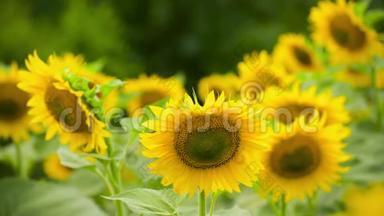 向日葵地-鲜艳的黄色花朵，美丽的夏季景观