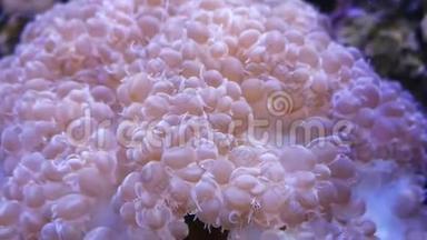 海底世界美丽的海洋花，有珊瑚和鱼