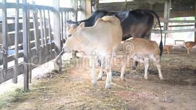 泰国南部法塔隆省的农业奶牛场。