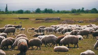 羊群成群结队地在一片田野上，靠着山腰。 慢动作